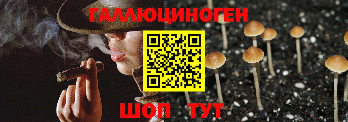 Псилоцибиновые грибы Psilocybine cubensis Клинцы